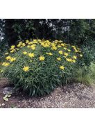 Fűzlevelű ökörszem / BUPHTHALMUM salicifolium 