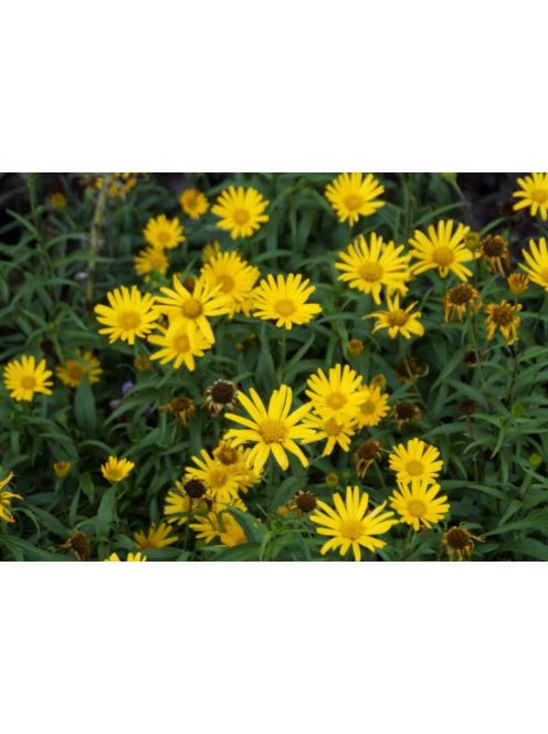 Fűzlevelű ökörszem / BUPHTHALMUM salicifolium 