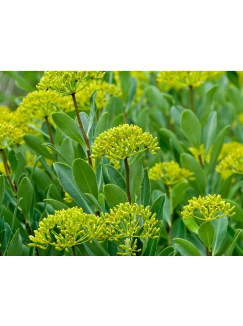 Cserjés nyúlfül / BUPLEURUM fruticosum 