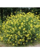 Cserjés nyúlfül / BUPLEURUM fruticosum 