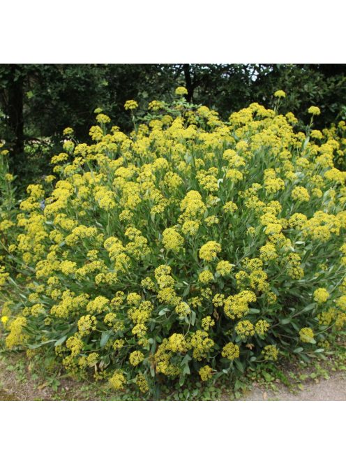 Cserjés nyúlfül / BUPLEURUM fruticosum 