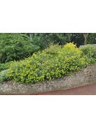 Cserjés nyúlfül / BUPLEURUM fruticosum 
