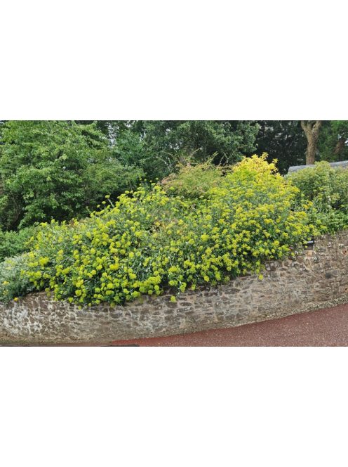 Cserjés nyúlfül / BUPLEURUM fruticosum 