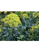 Cserjés nyúlfül / BUPLEURUM fruticosum 