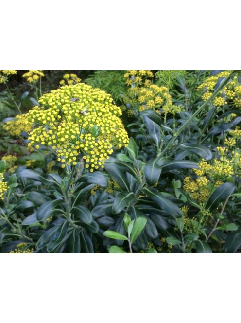 Cserjés nyúlfül / BUPLEURUM fruticosum 