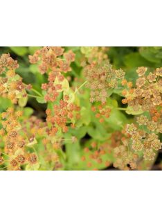   Évelő buvákfű / BUPLEURUM longifolium 'Bronze Beauty'