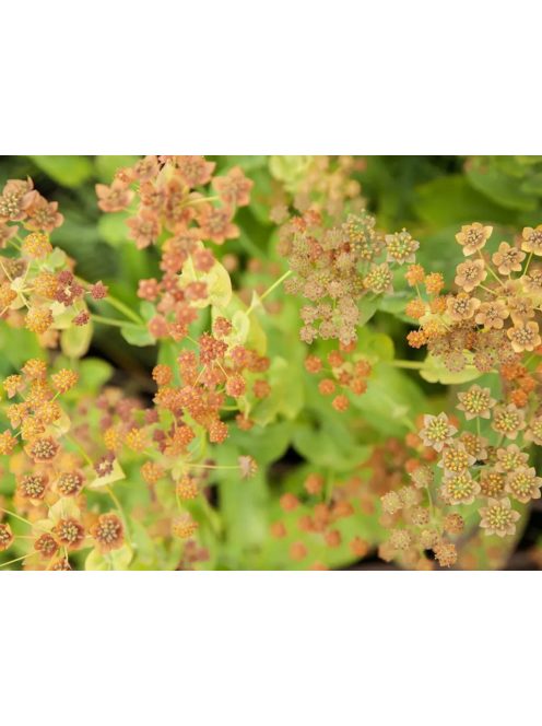 Évelő buvákfű / BUPLEURUM longifolium 'Bronze Beauty'