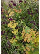Évelő buvákfű / BUPLEURUM longifolium 'Bronze Beauty'