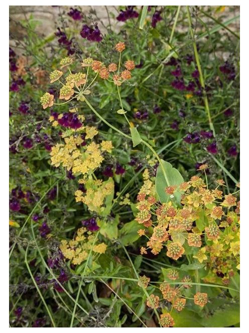 Évelő buvákfű / BUPLEURUM longifolium 'Bronze Beauty'