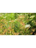 Évelő buvákfű / BUPLEURUM longifolium 'Bronze Beauty'