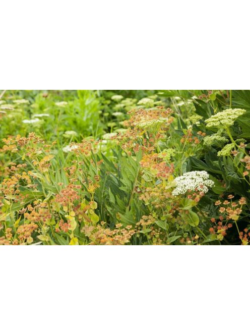 Évelő buvákfű / BUPLEURUM longifolium 'Bronze Beauty'