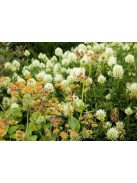 Évelő buvákfű / BUPLEURUM longifolium 'Bronze Beauty'