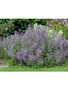   Mirigyes pereszlény / CALAMINTHA nepeta ssp. nepeta 'Blue Cloud Strain'