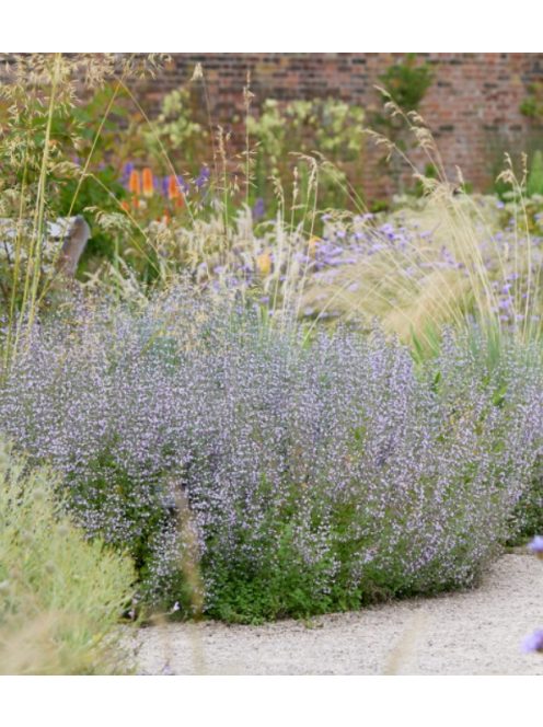 Mirigyes pereszlény / CALAMINTHA nepeta ssp. nepeta 'Blue Cloud Strain'