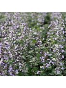 Mirigyes pereszlény / CALAMINTHA nepeta ssp. nepeta 'Blue Cloud Strain'