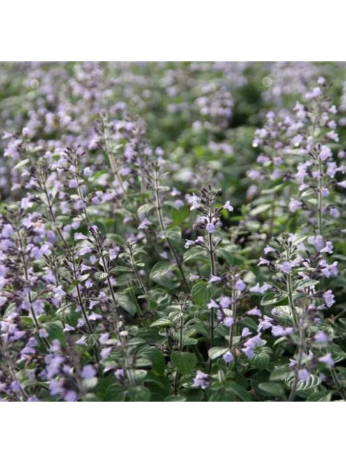 Mirigyes pereszlény / CALAMINTHA nepeta ssp. nepeta 'Blue Cloud Strain'