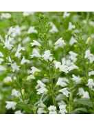Mirigyes pereszlény / CALAMINTHA nepeta 'Marvelette White'