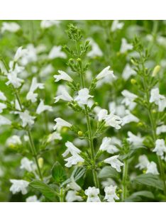   Mirigyes pereszlény / CALAMINTHA nepeta 'Marvelette White'