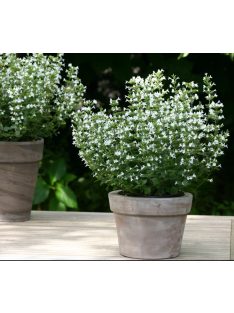   Mirigyes pereszlény / CALAMINTHA nepeta 'Marvelette White'