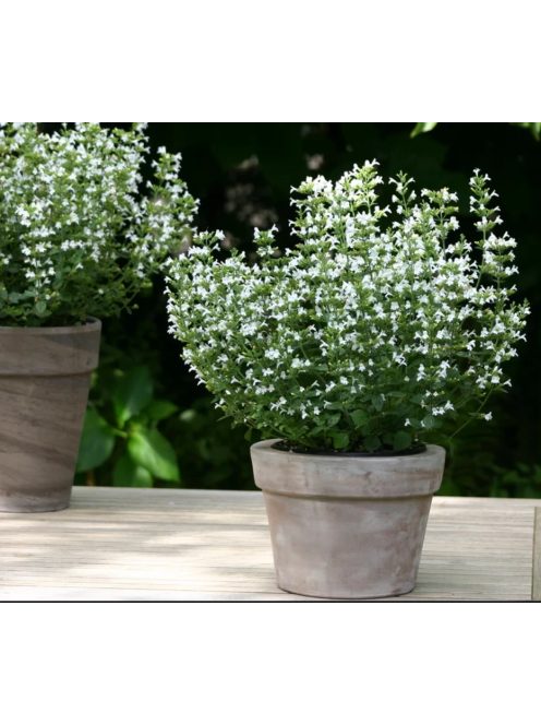 Mirigyes pereszlény / CALAMINTHA nepeta 'Marvelette White'