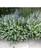 Mirigyes pereszlény / CALAMINTHA nepeta 'Marvelette White'