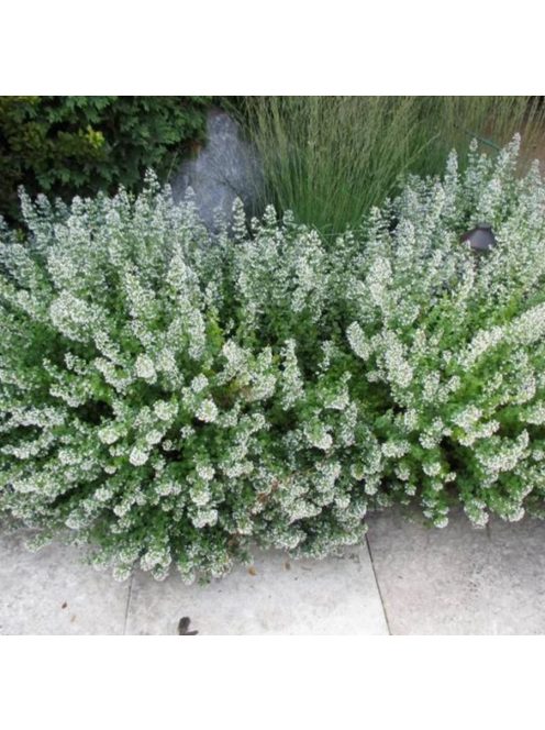 Mirigyes pereszlény / CALAMINTHA nepeta 'Marvelette White'