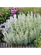 Mirigyes pereszlény / CALAMINTHA nepeta 'Marvelette White'