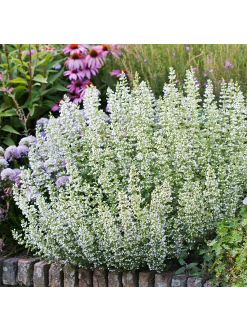 Mirigyes pereszlény / CALAMINTHA nepeta 'Marvelette White'