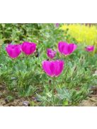 Lila mák-mályva / CALLIRHOE involucrata var. tenuissima 