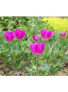Lila mák-mályva / CALLIRHOE involucrata var. tenuissima 