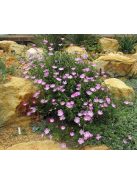 Lila mák-mályva / CALLIRHOE involucrata var. tenuissima 