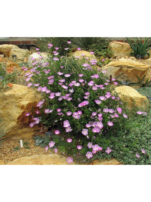 Lila mák-mályva / CALLIRHOE involucrata var. tenuissima 