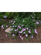 Lila mák-mályva / CALLIRHOE involucrata var. tenuissima 