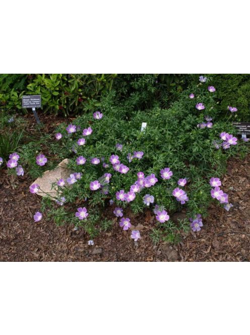 Lila mák-mályva / CALLIRHOE involucrata var. tenuissima 