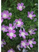 Lila mák-mályva / CALLIRHOE involucrata var. tenuissima 