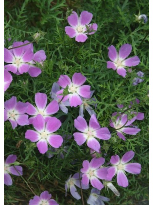 Lila mák-mályva / CALLIRHOE involucrata var. tenuissima 