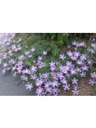 Lila mák-mályva / CALLIRHOE involucrata var. tenuissima 