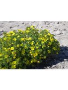 Napcsepp virág / CALYLOPHUS serrulatus 