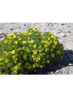 Napcsepp virág / CALYLOPHUS serrulatus 