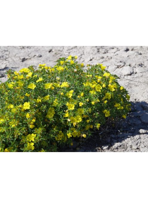 Napcsepp virág / CALYLOPHUS serrulatus 