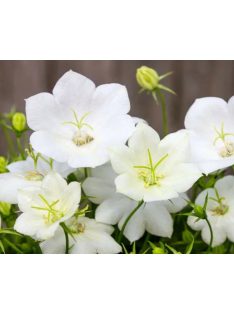   Kárpáti harangvirág, fehér / CAMPANULA carpatica 'White Clips'