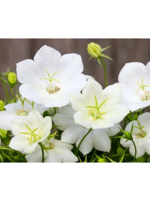 Kárpáti harangvirág, fehér / CAMPANULA carpatica 'White Clips'