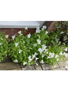   Kárpáti harangvirág, fehér / CAMPANULA carpatica 'White Clips'