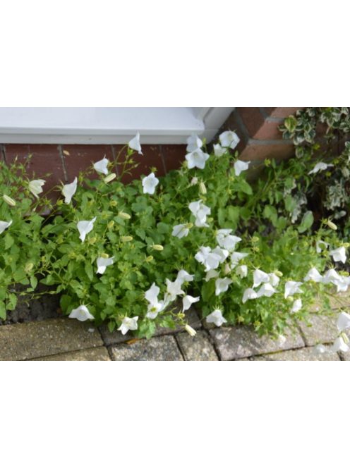 Kárpáti harangvirág, fehér / CAMPANULA carpatica 'White Clips'