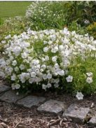 Kárpáti harangvirág, fehér / CAMPANULA carpatica 'White Clips'