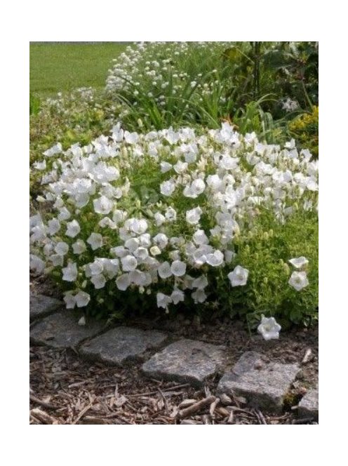 Kárpáti harangvirág, fehér / CAMPANULA carpatica 'White Clips'