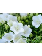 Kárpáti harangvirág, fehér / CAMPANULA carpatica 'White Clips'