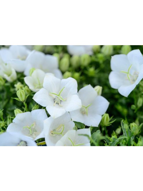 Kárpáti harangvirág, fehér / CAMPANULA carpatica 'White Clips'