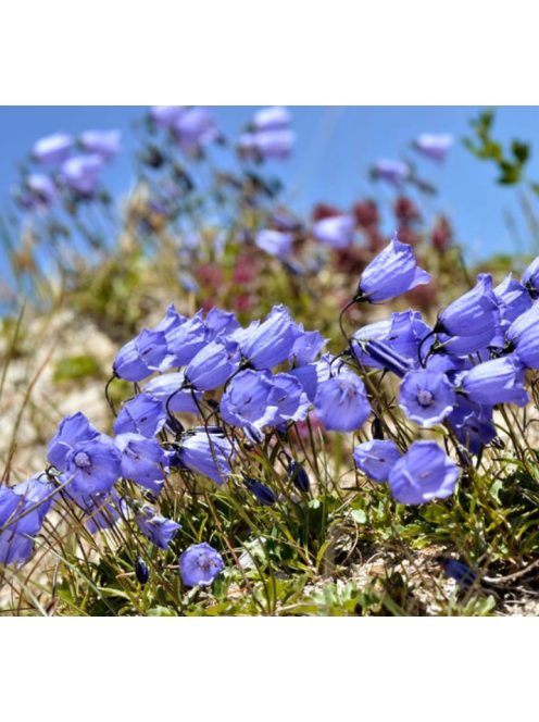 Törpe harangvirág / CAMPANULA cochleariifolia 'Bavaria Blue'