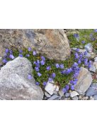 Törpe harangvirág / CAMPANULA cochleariifolia 'Bavaria Blue'